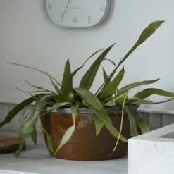 House Doctor Whai Bloempot - Mosterd 6 House Doctor Whai Bloempot - Mosterd -Decoratieve Artikelen Winkel house doctor whai bloempot mosterd 1